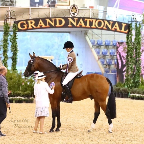 Show Horse Council Australasia 2018